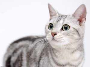 〈八事ハウジングイベント〉２／１１（月・祝）「～ねこカフェ風～ふれあい動物園」