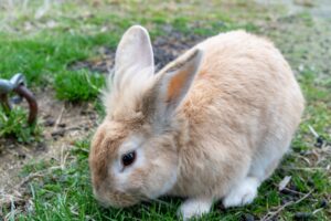 〈八事ハウジングイベント〉3／14(日)「ふれあい動物園“うさぎと遊ぼう！”」