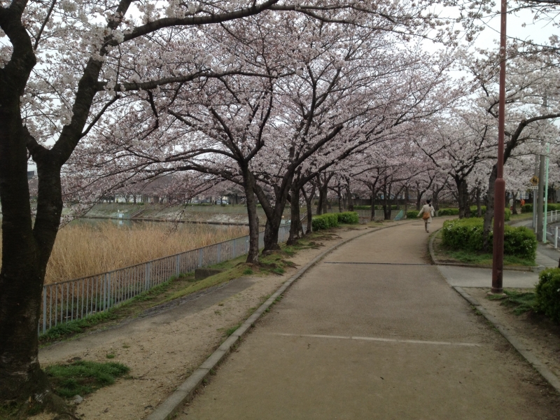 桜まつり