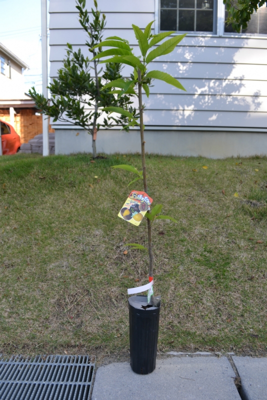 ﾏｲﾎｰﾑ日記    〜ｸﾞﾘｰﾝ編⑩～