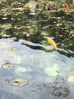 岐阜県関市のモネの池